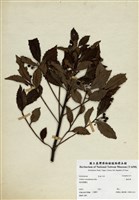 藏品(鐵雨傘)的圖片